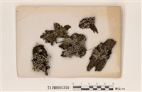 藏品(袋梅衣屬)的圖片